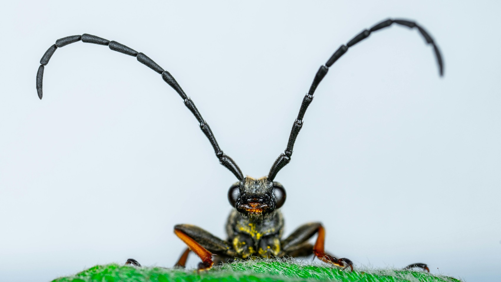 McVeen & Sons' Pest & Termite Control